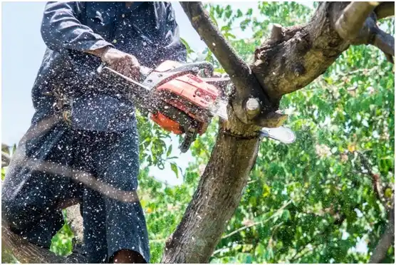 tree services South Willard